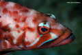   Black comber Serranus atricauda. Photo taken during scientific expedition Selvagens Islands Madeira. 105 lens atricauda Madeira  